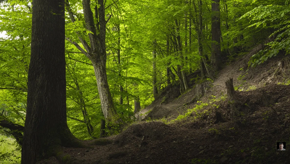 Forest hiking trail descending through dense green woodland with towering trees and dappled sunlight.
