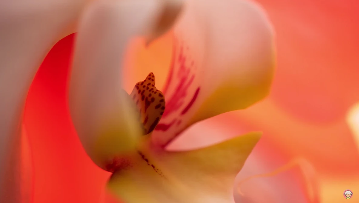 Macro photograph of an orchid flower's center with pink petals and brown stamens against a warm, blurred coral background.