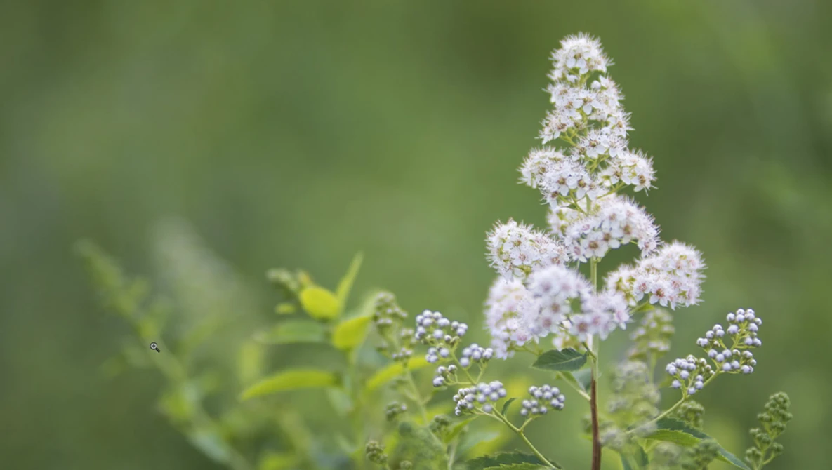 Delicate white flower clusters in sharp focus against a soft, blurred green background.