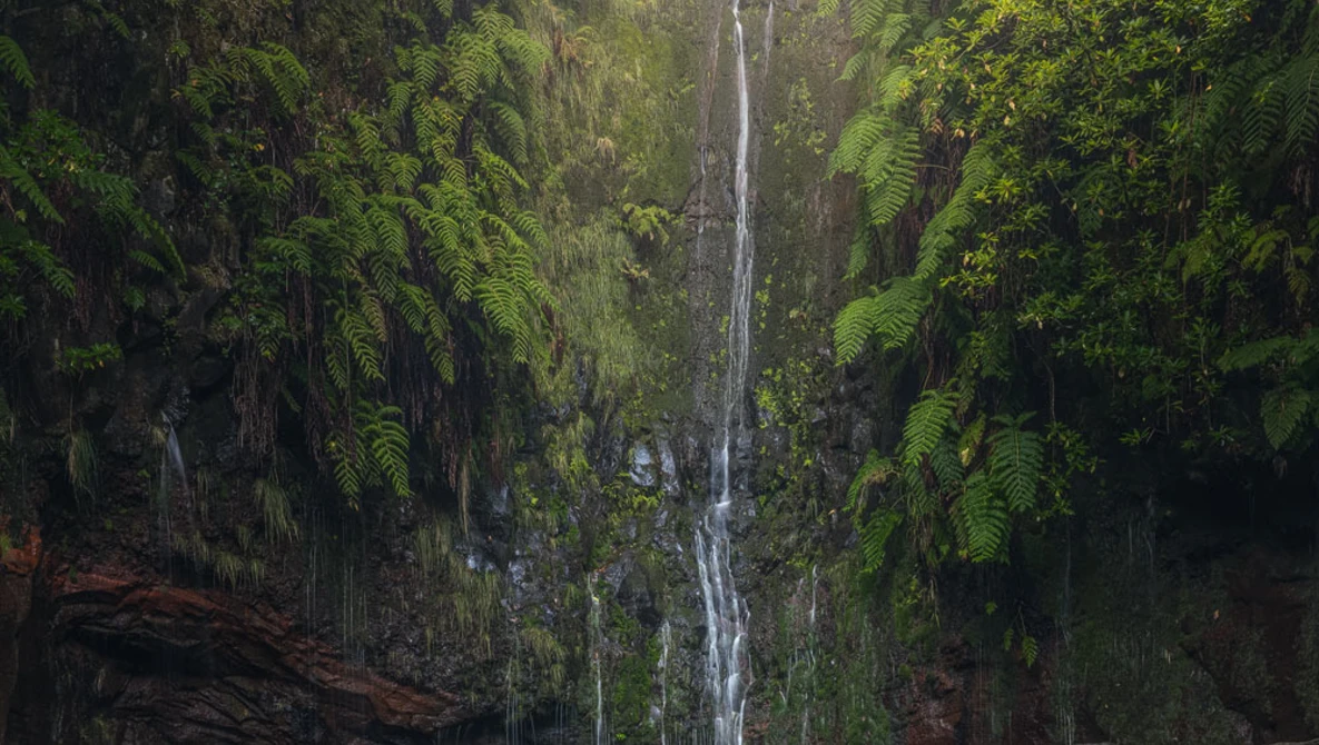 Narrow waterfall cascading down a steep, fern-covered cliff face surrounded by dense forest foliage.