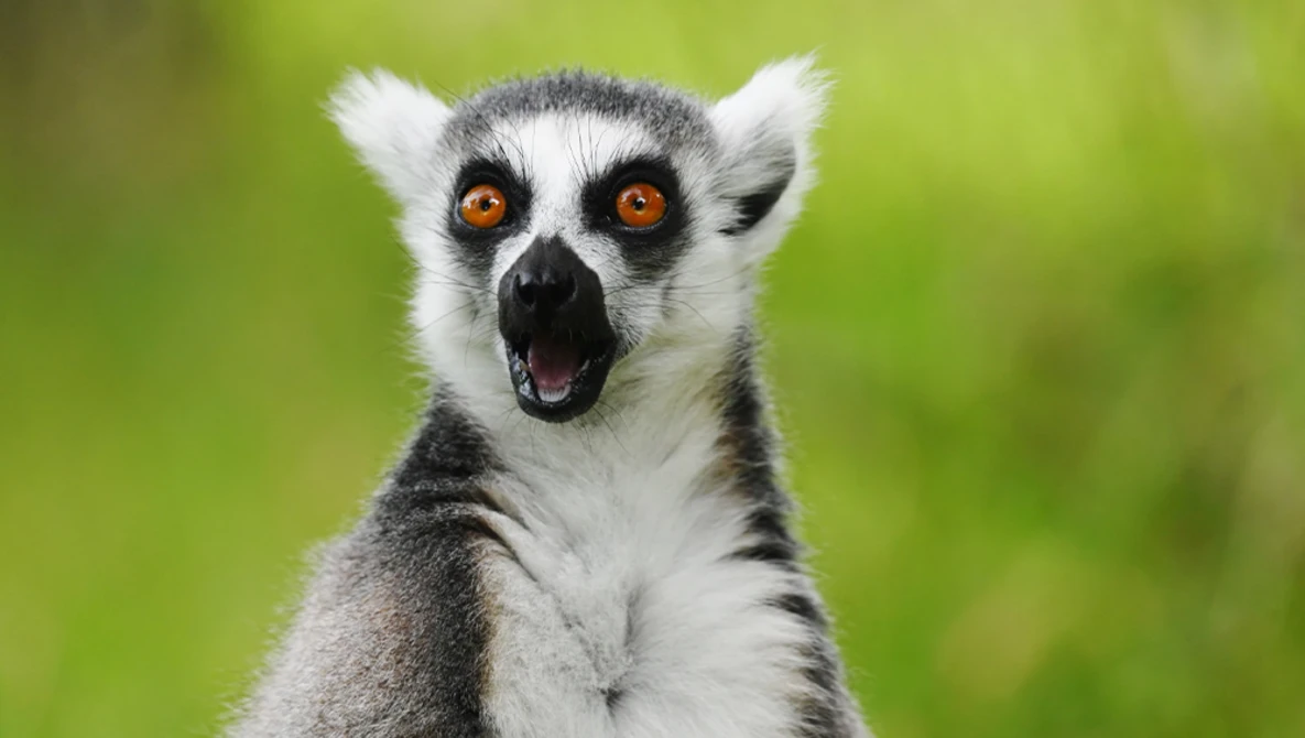 Ring-tailed lemur with striking orange eyes and open mouth against soft green background.
