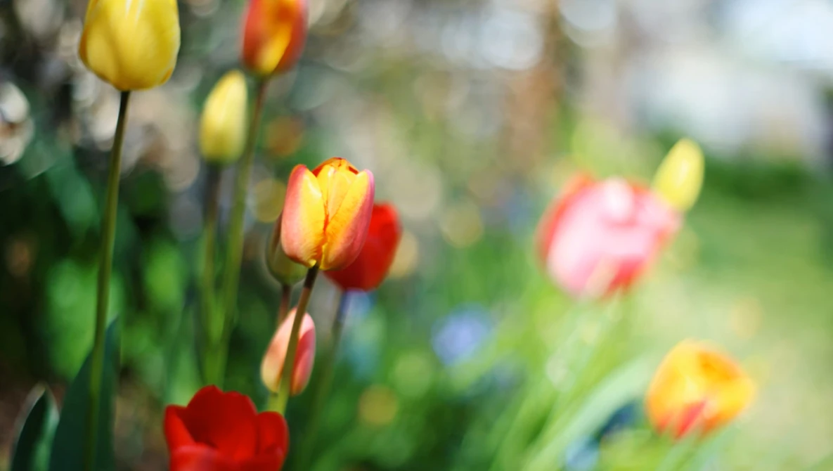 Colorful tulips in soft focus with shallow depth of field, yellow and red blooms in sharp detail against blurred green background.