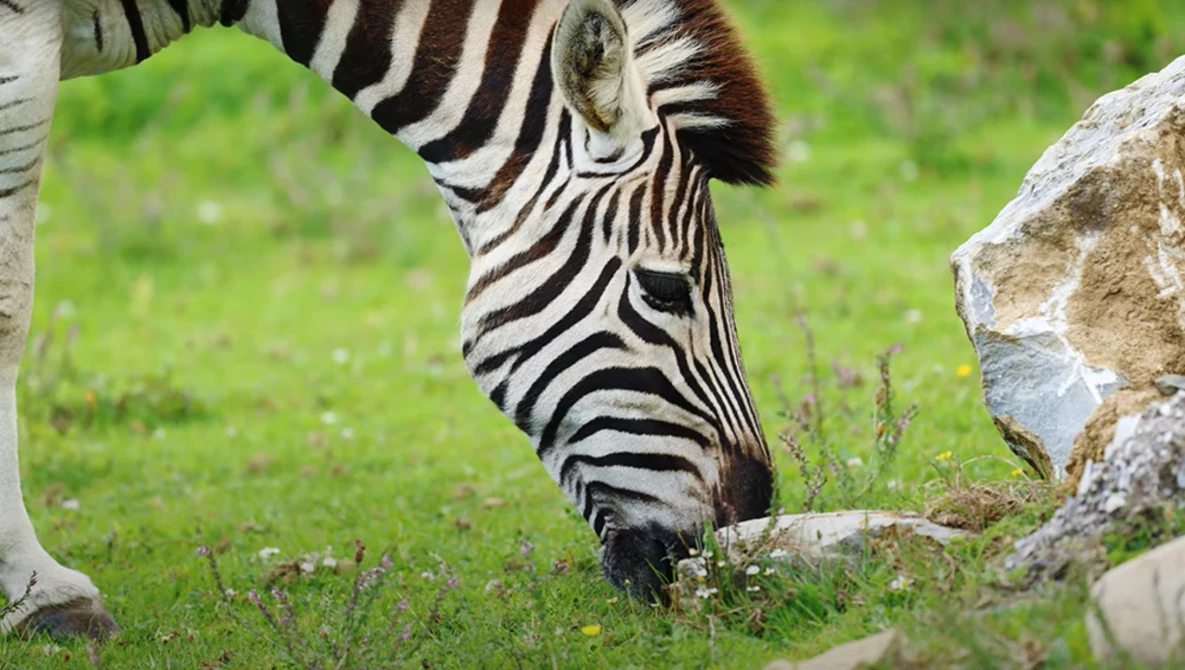 Zebra lowering its head to graze on grass near a large rock in natural daylight.