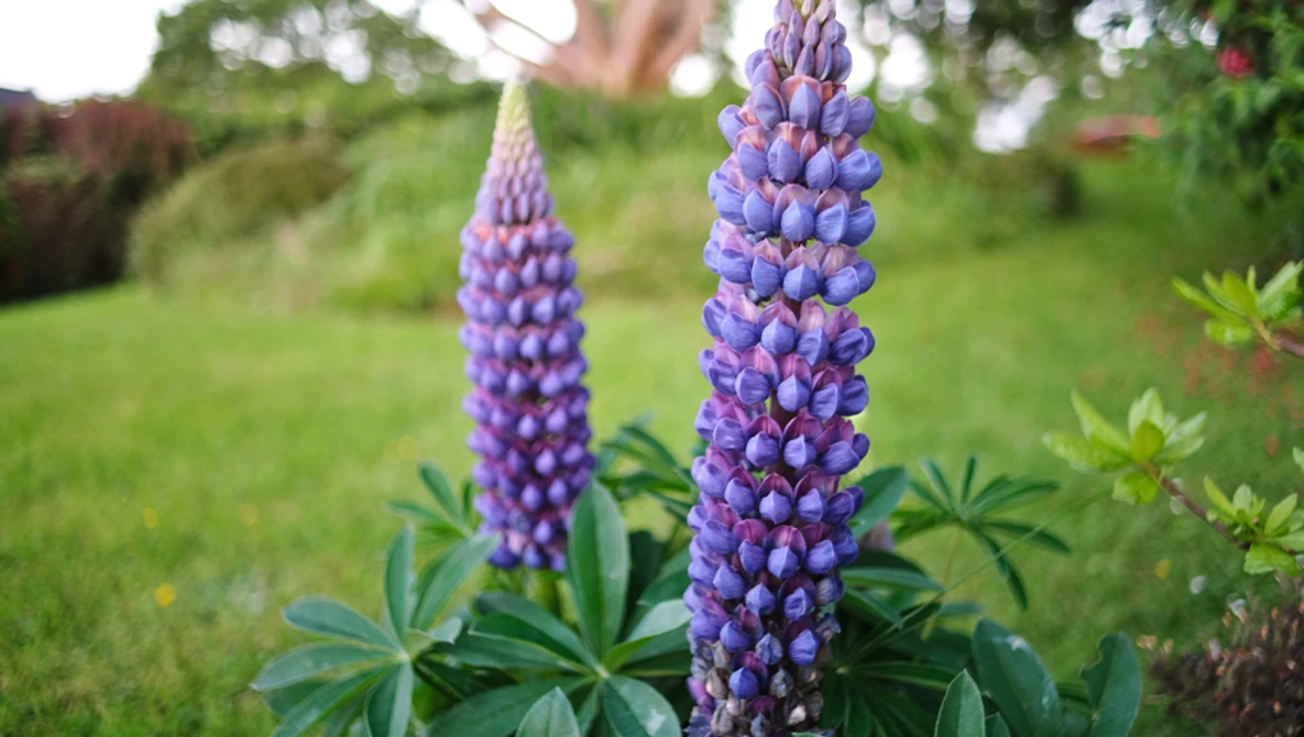 Two tall purple lupine flower spikes with dense florets in a garden setting.