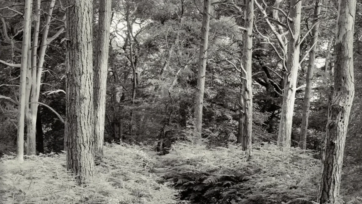 Forest of tall trees with sparse undergrowth and a small stream running through the woodland floor.