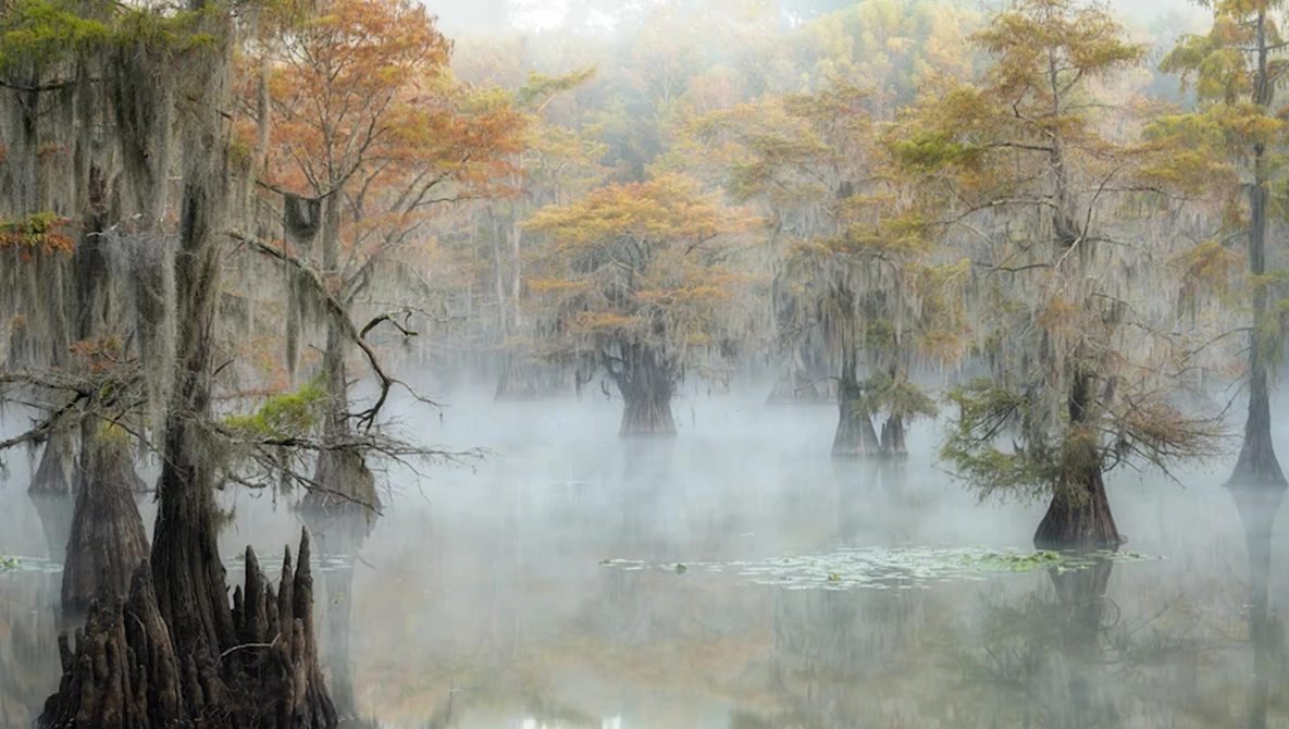 Misty cypress swamp with towering trees draped in Spanish moss and reflected in still water.