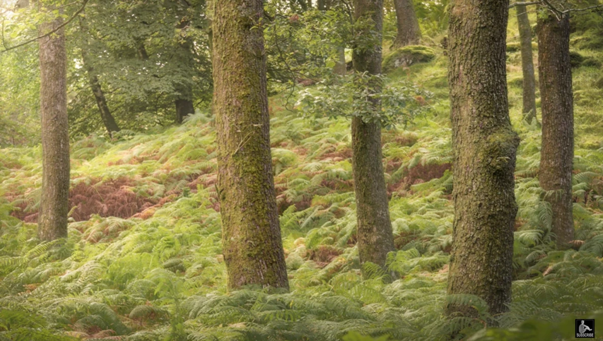 Moss-covered forest floor with tall conifer trees and dappled sunlight filtering through the canopy.