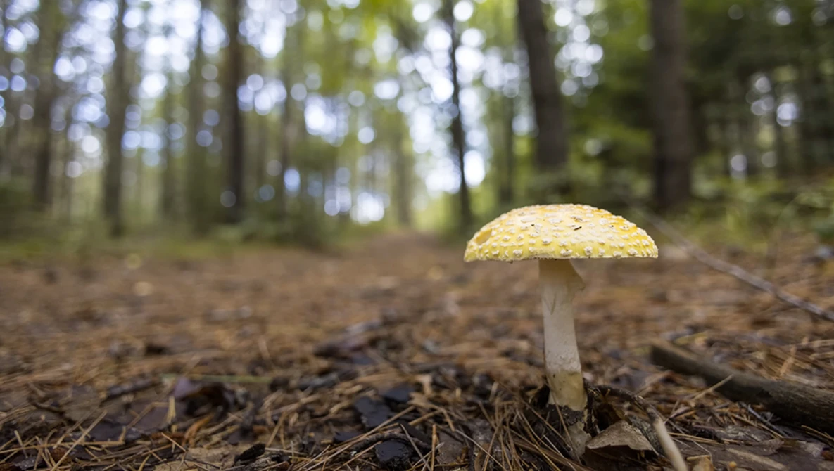 Yellow mushroom with white stem growing on forest floor covered in pine needles and debris.