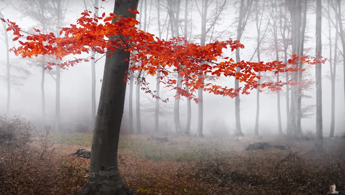 Red autumn foliage on a horizontal branch contrasts sharply against a misty forest of bare trees.