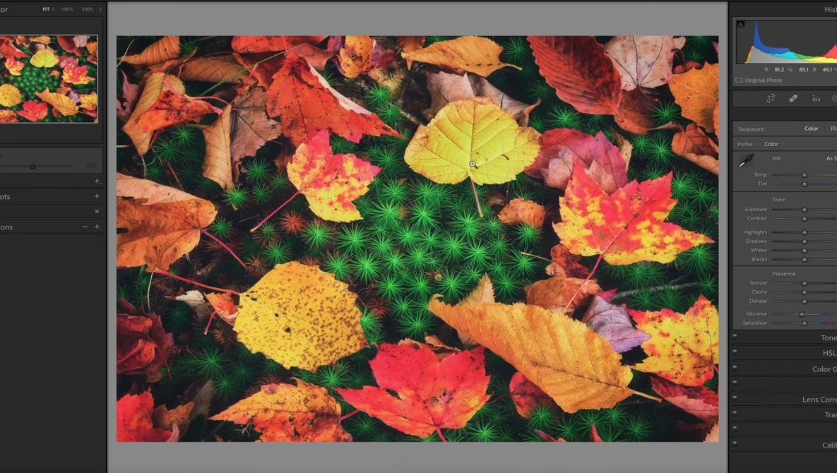 Vibrant overhead flat lay of autumn leaves in red, orange, yellow, and pink tones arranged on dark green foliage.