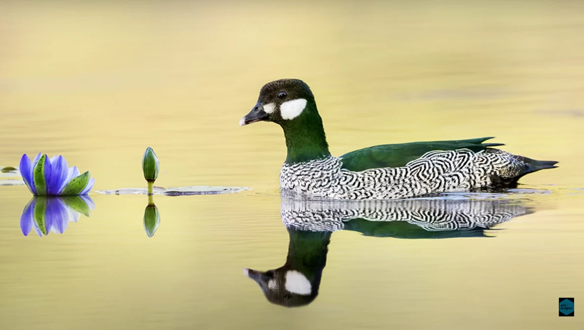 Patterned waterfowl swimming beside a blue water lily, with its reflection mirrored in calm water.