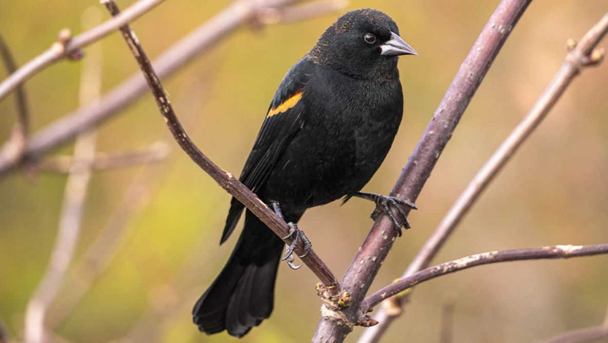 Black bird with yellow wing patch perched on bare branch against blurred yellow-green background.