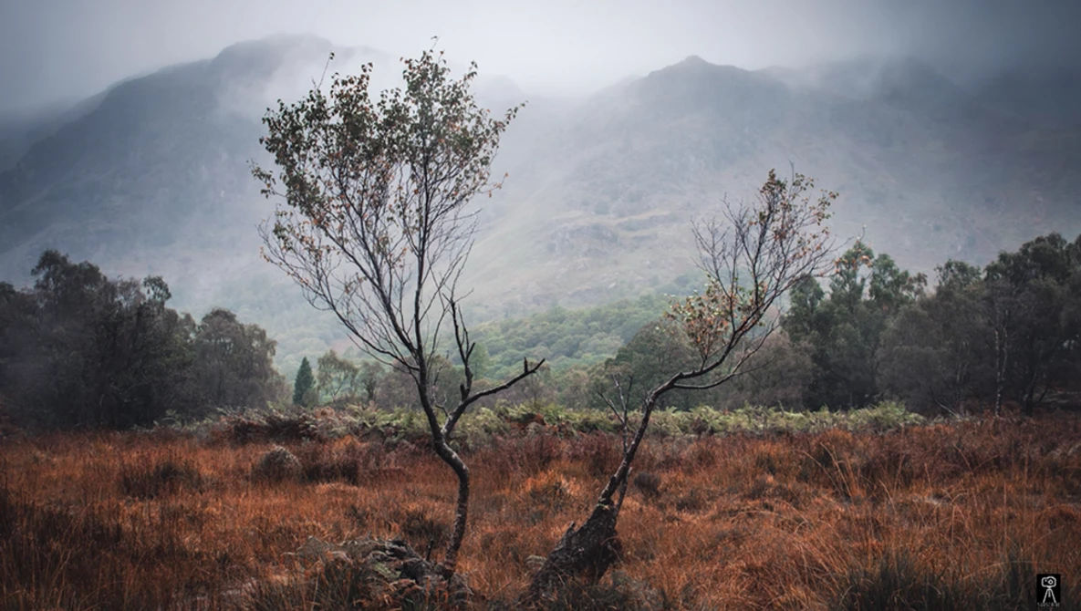 Solitary bare tree with twisted branches in rust-colored grassland, misty mountains looming in background.