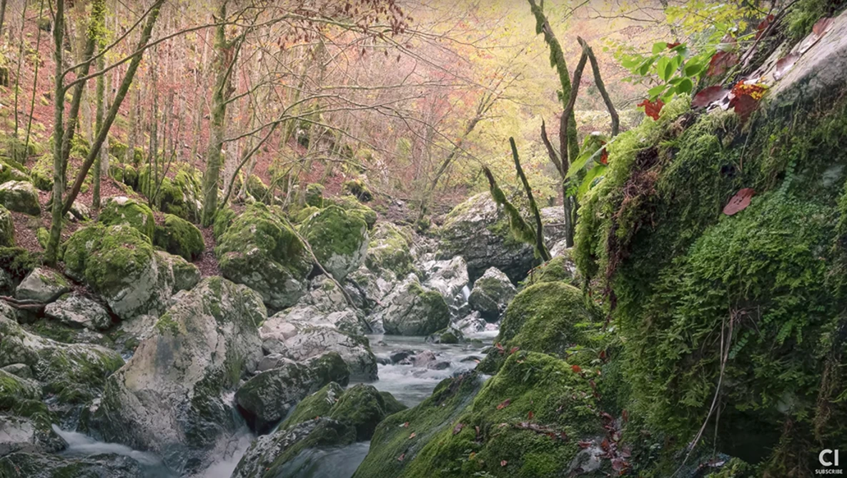 Forest stream flowing over moss-covered rocks beneath bare deciduous trees with golden light filtering through the canopy.