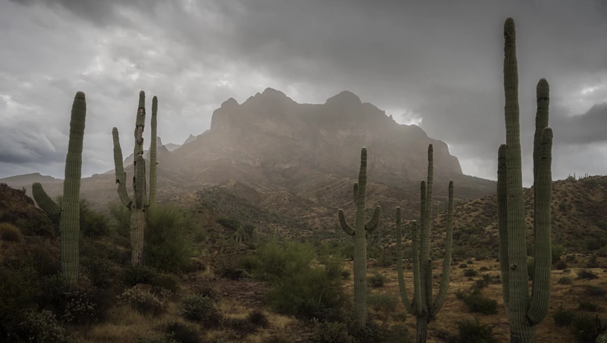 Saguaro cacti in desert landscape with mountain under dramatic stormy sky.