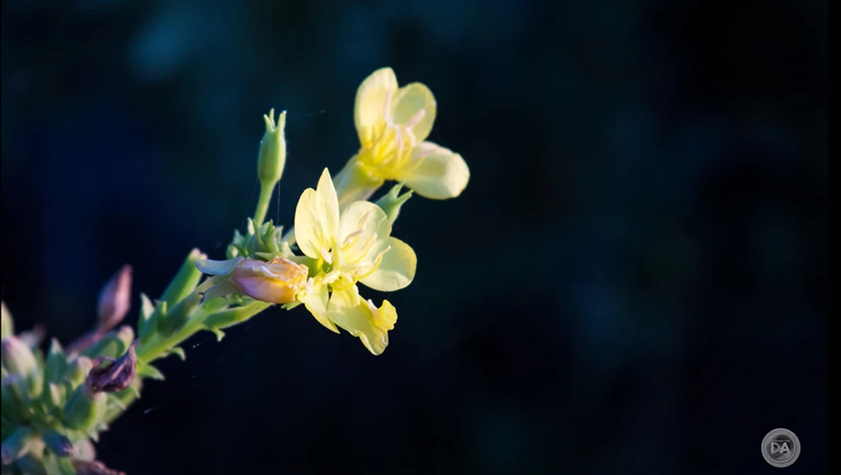 Pale yellow wildflowers with thin green stems against a dark blue-black blurred background.
