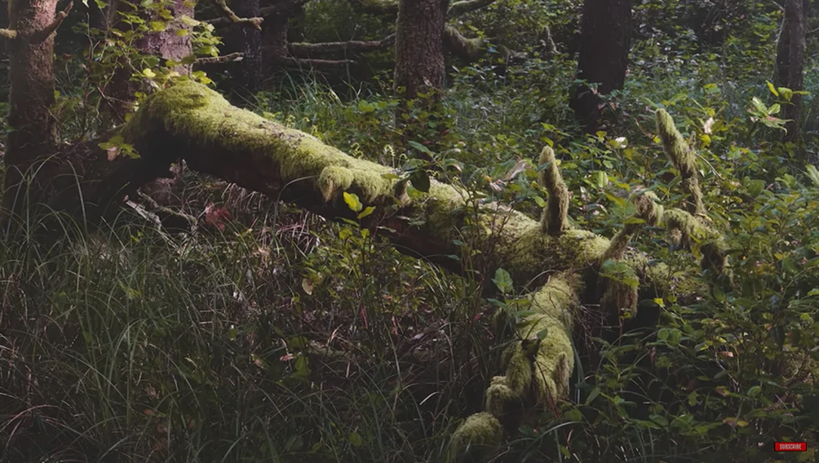 Moss-covered fallen log in a dense forest surrounded by green understory vegetation and trees.