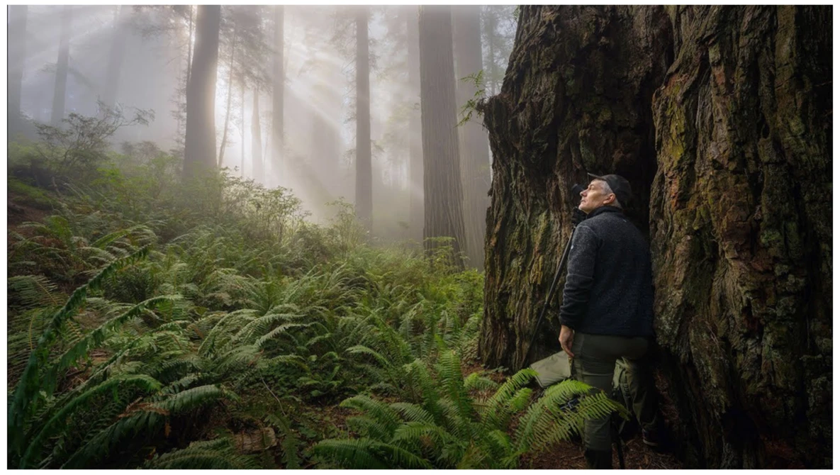 Hiker in dark jacket standing against massive ancient tree trunk in misty redwood forest surrounded by lush ferns.
