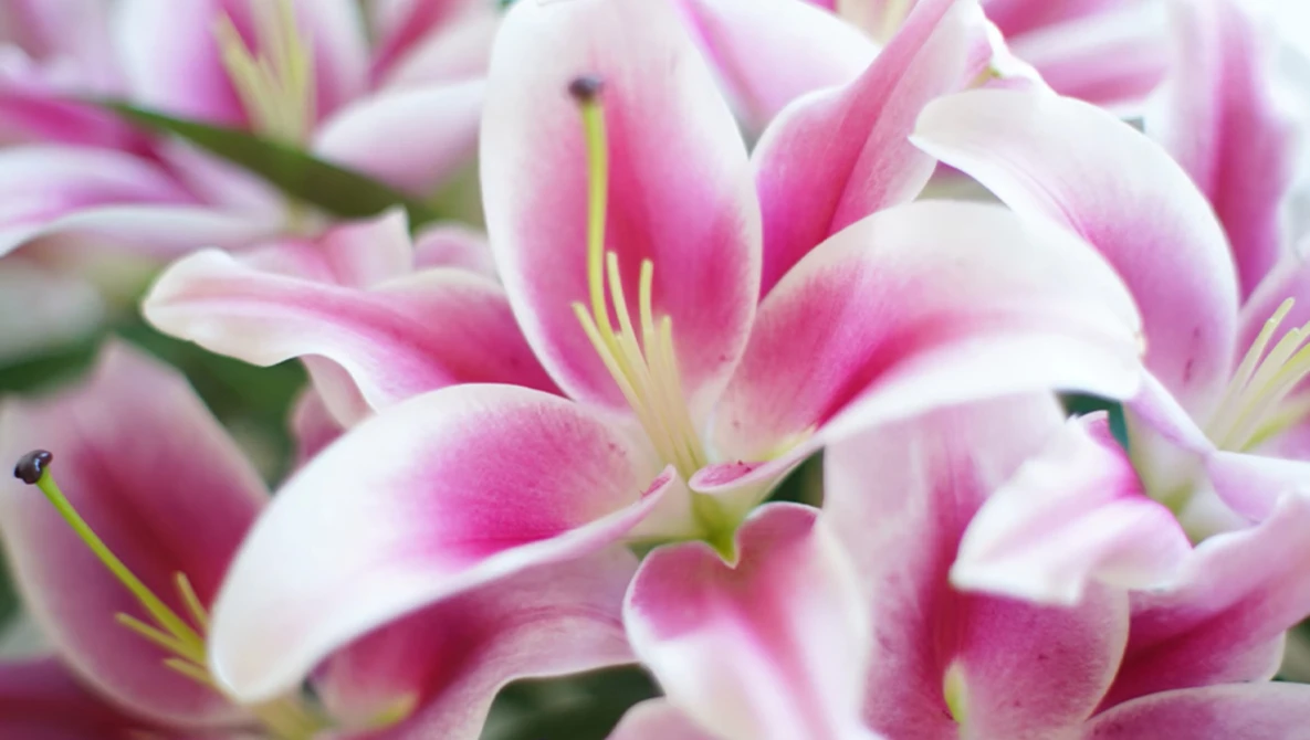 Close-up of pink and white stargazer lilies with prominent golden stamens and deep magenta striping on petals.