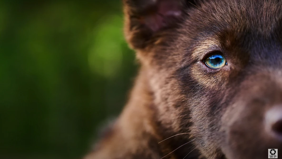 Close-up of a dog's face in profile, featuring a striking bright blue eye against dark brown fur.