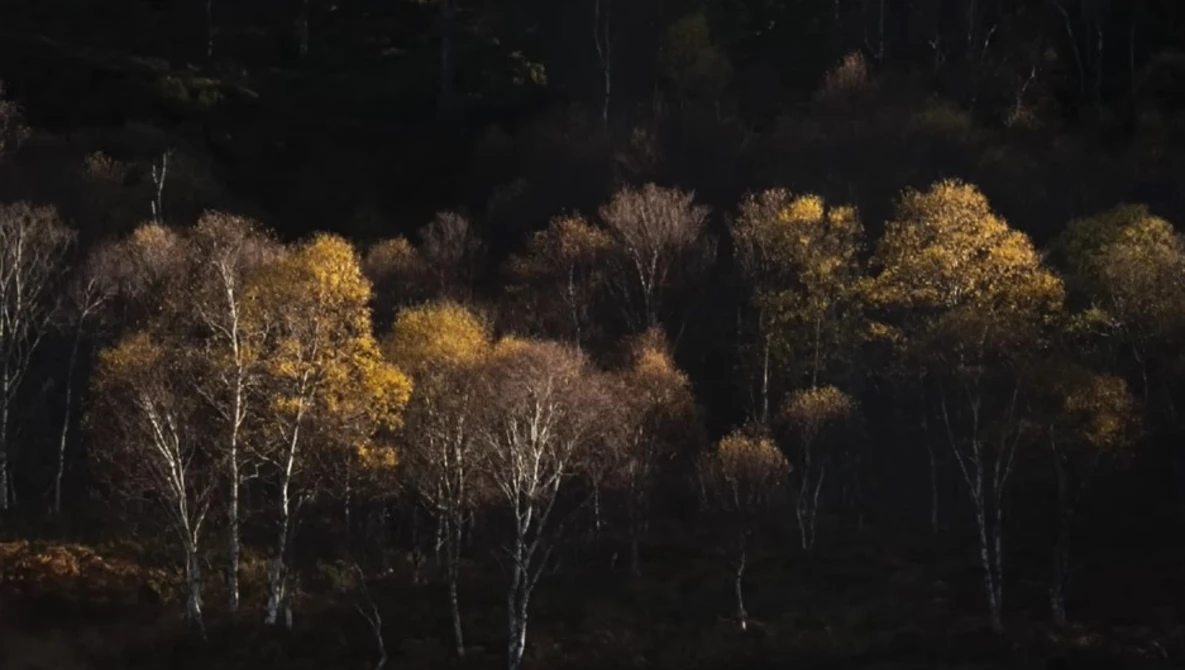 Birch trees with golden autumn foliage backlit by dramatic side lighting against a dark forest background.