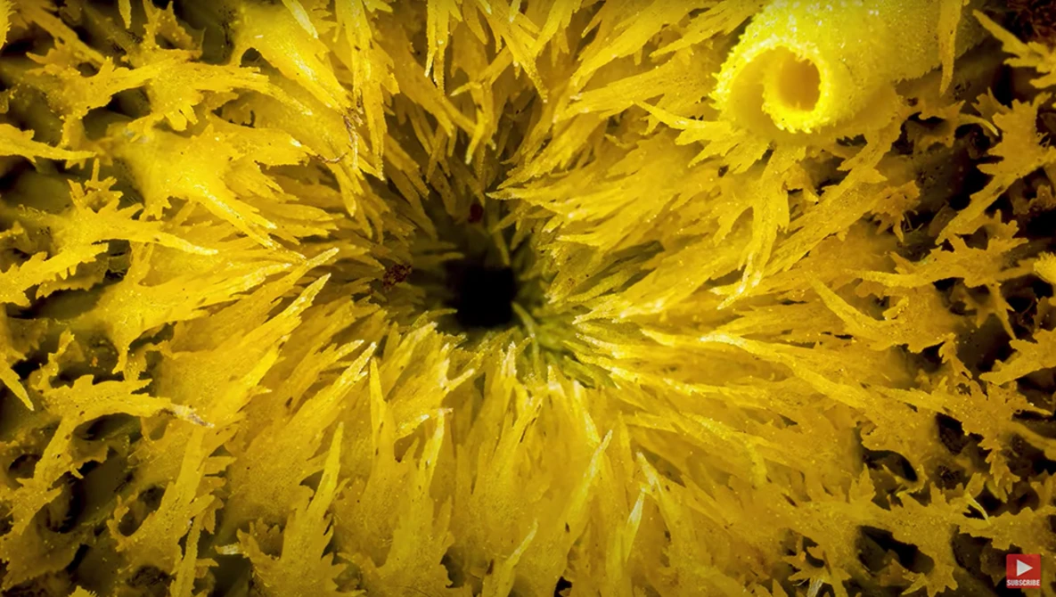 Extreme macro photograph of a dandelion seedhead with bright yellow illumination and deep black center.
