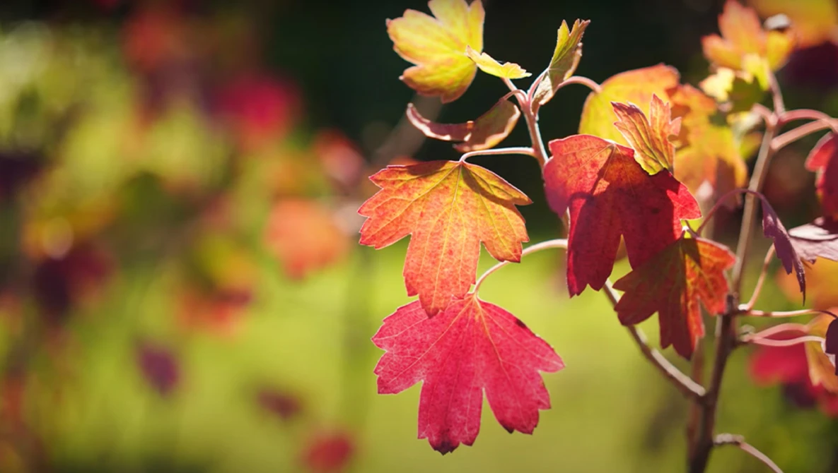 Close-up of autumn-colored flowers with yellow blossoms and deep red petals against a softly blurred green background.