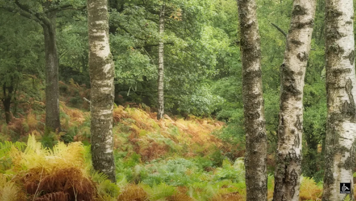 Mixed woodland with birch and evergreen trees, golden grasses in foreground, soft overcast light filtering through canopy.