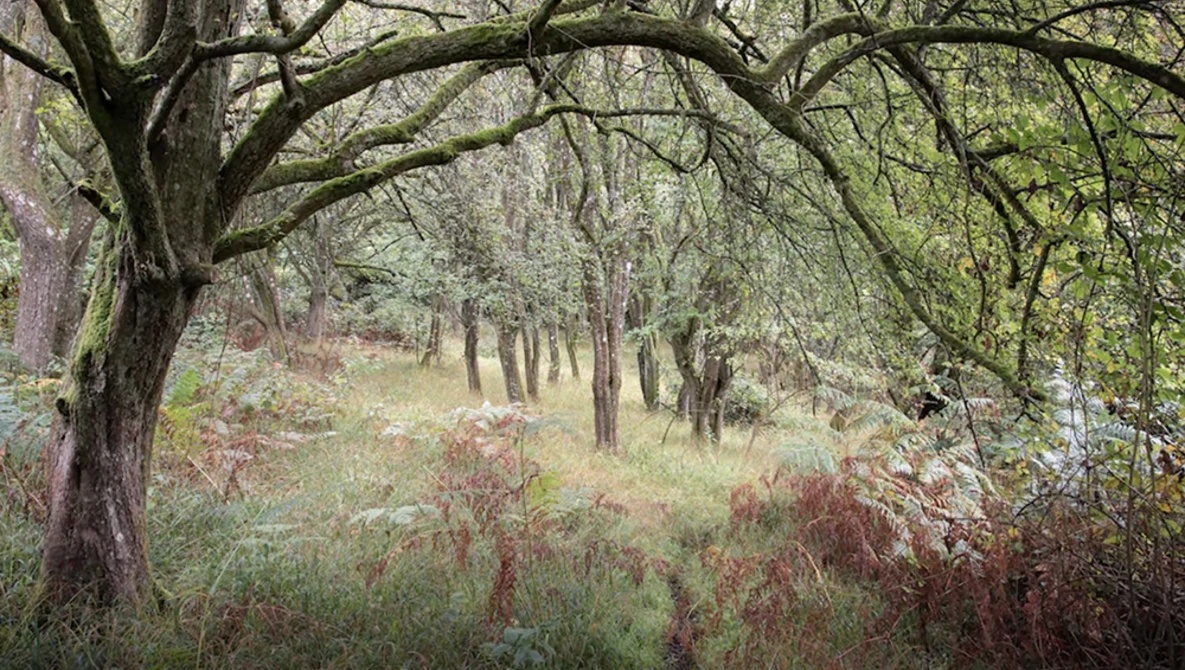 Tree-lined woodland path with sprawling branches overhead and wildflowers in soft focus along the ground.