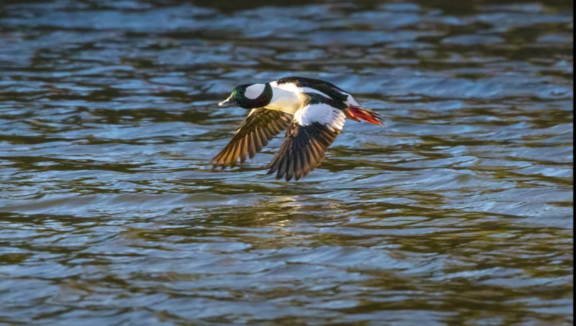 A black and white duck in flight over water with wings spread wide.
