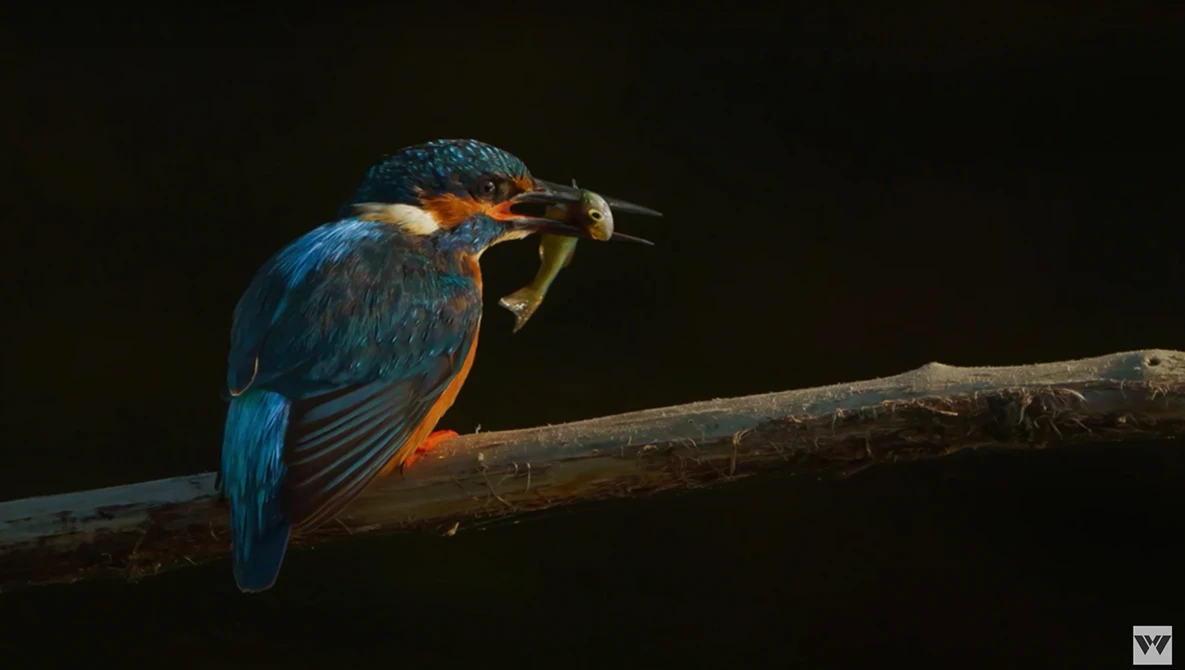 Kingfisher perched on a branch with a small fish in its beak against a dark background.