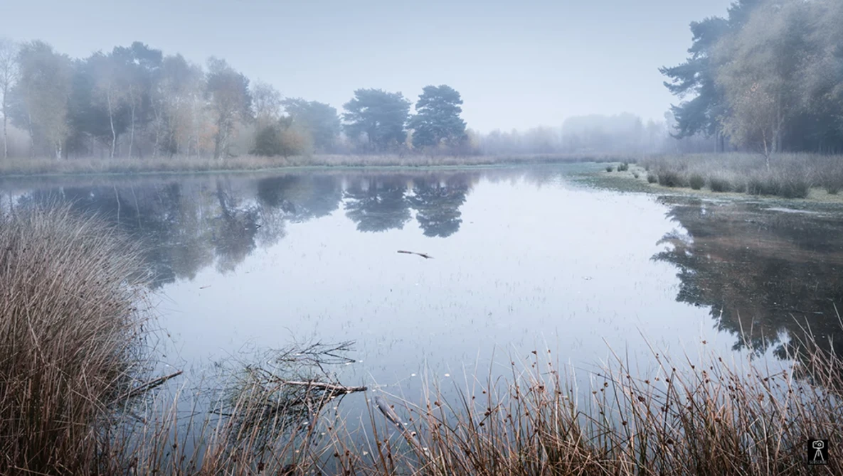 Misty wetland landscape with still water reflecting bare trees and winter vegetation in the foreground.