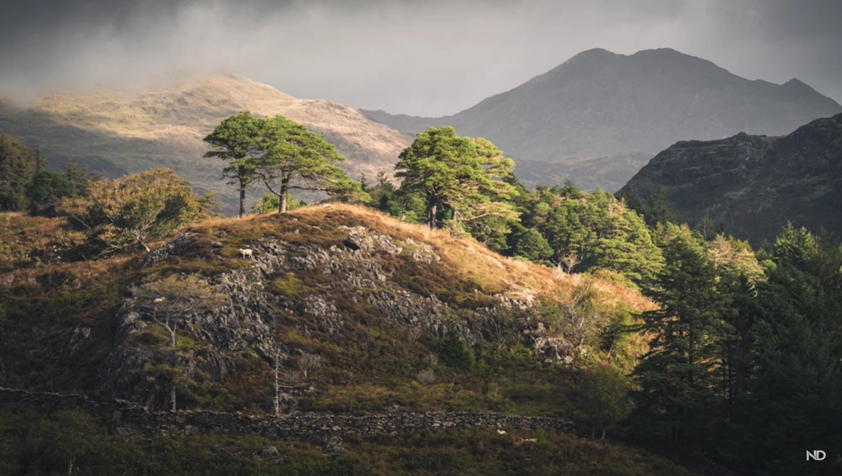 Two windswept trees on a rocky hilltop with layered mountain peaks and forested valleys in soft, overcast light.