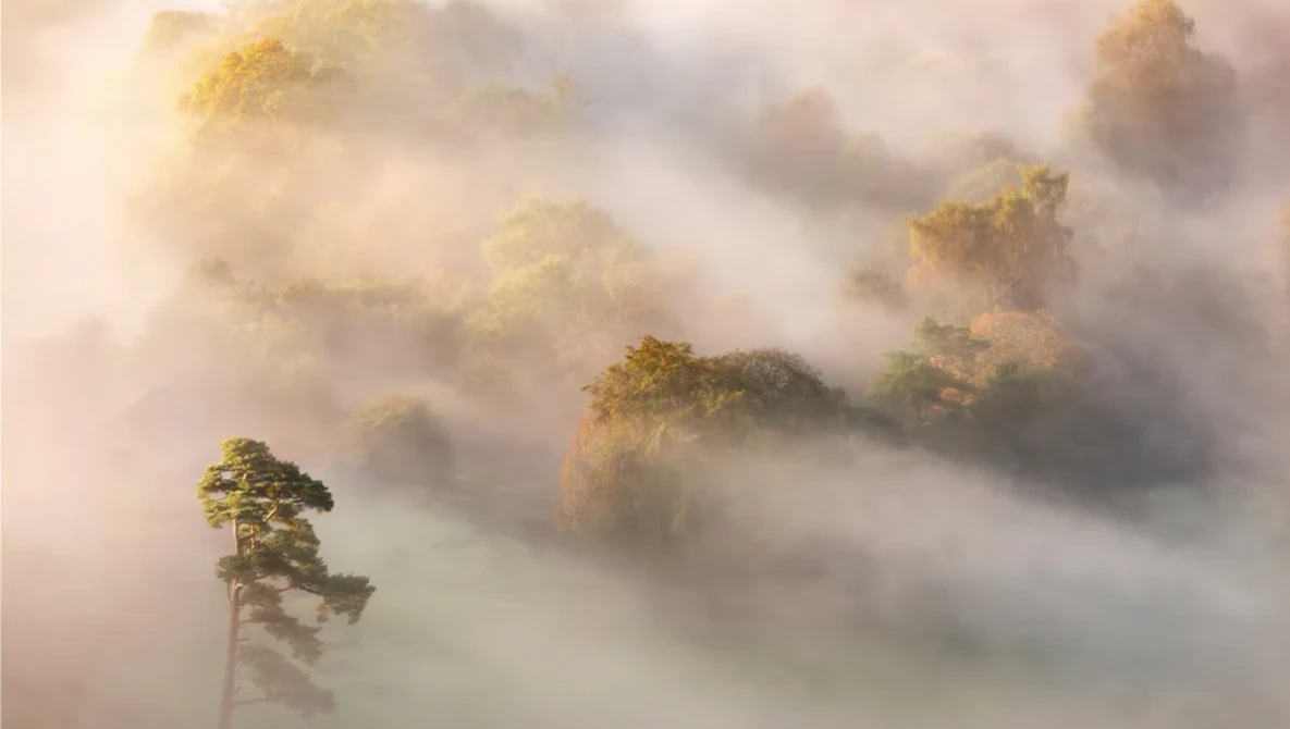 Solitary pine tree perched on a rocky outcrop, surrounded by thick fog and mist with warm golden sunlight filtering through.