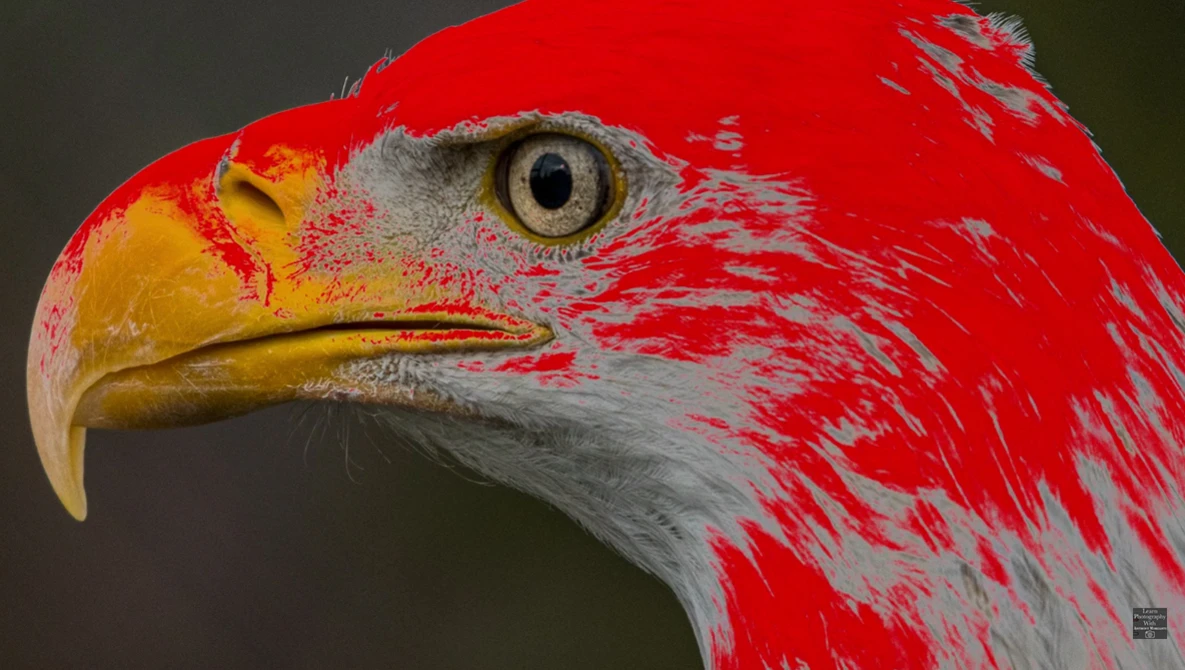Close-up profile of a bald eagle's head with vibrant red and white plumage, golden beak, and intense golden eye.