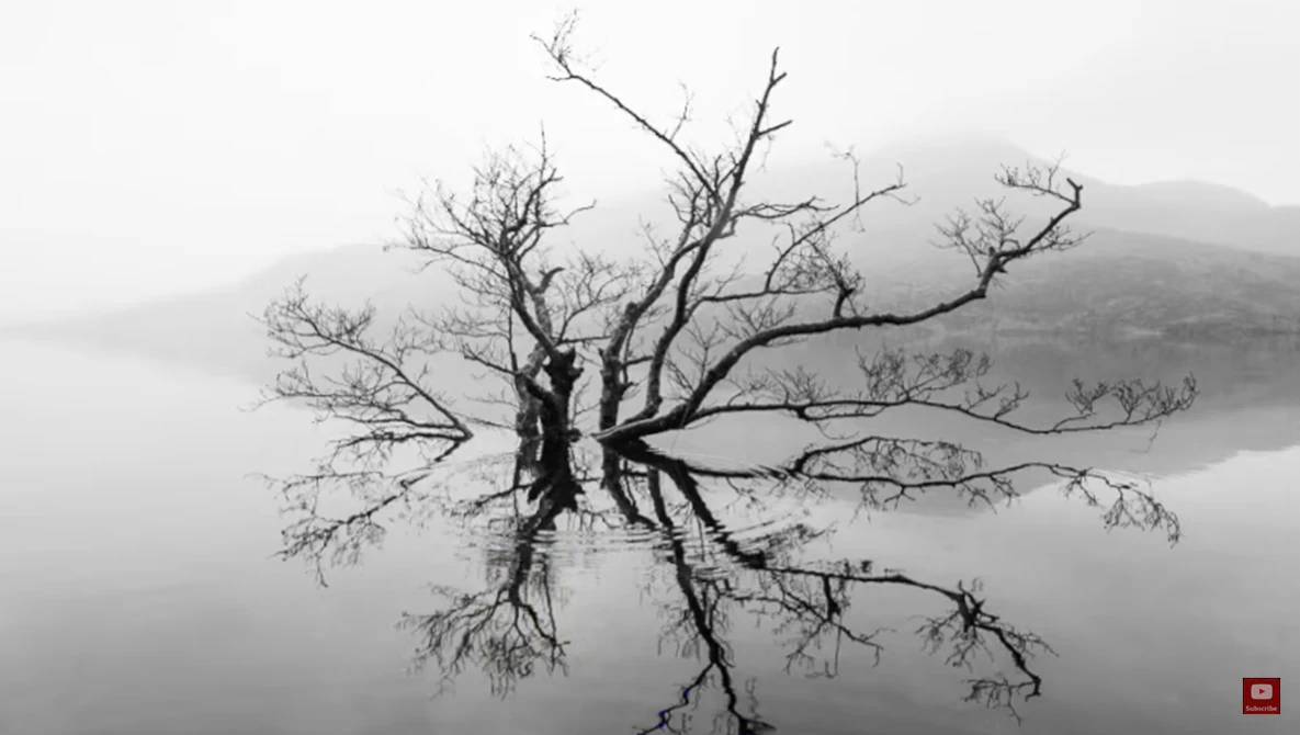 Bare tree reflected in still water with misty mountains in background.