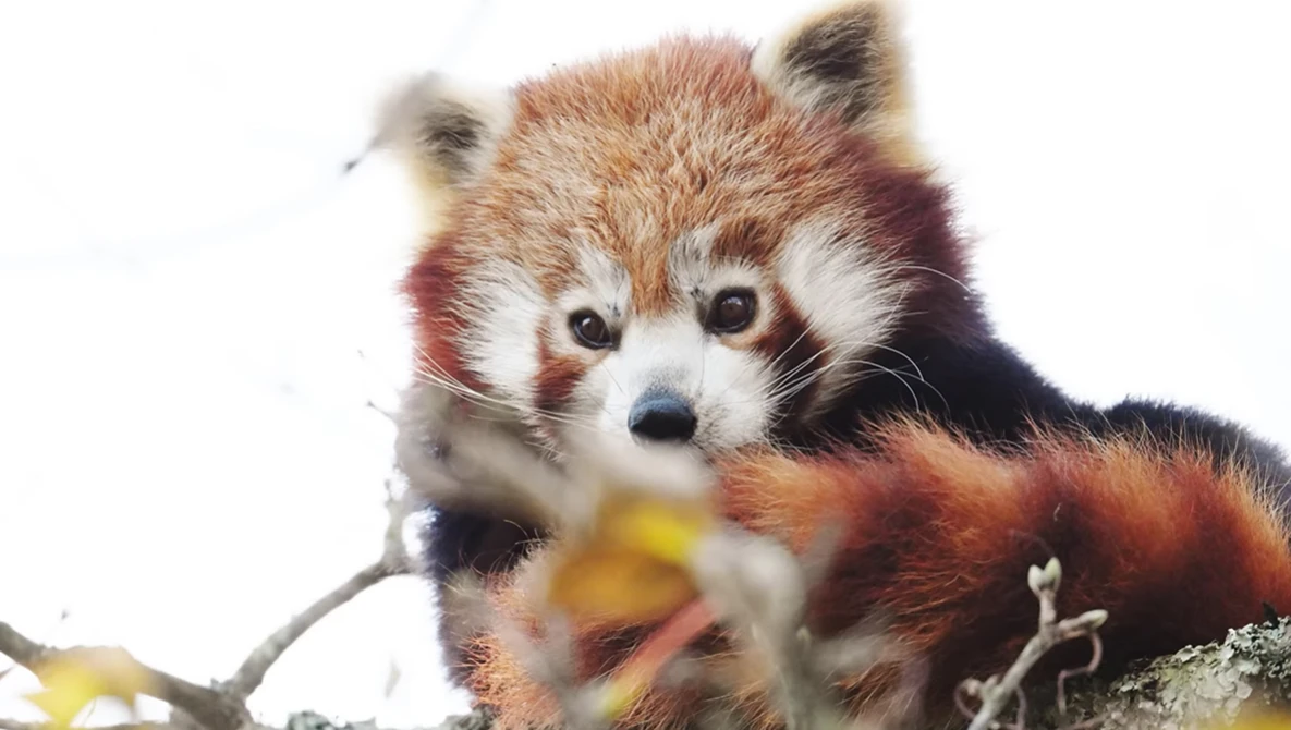 Red panda perched on a branch, gazing directly at the camera with dark eyes and alert expression.