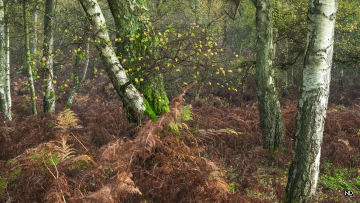 Forest floor with brown ferns and moss-covered birch trees in autumn woodland setting.
