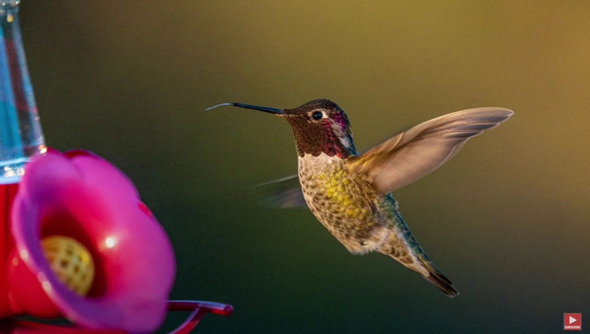 Hummingbird in flight approaching a bright pink flower against a blurred golden-green background.