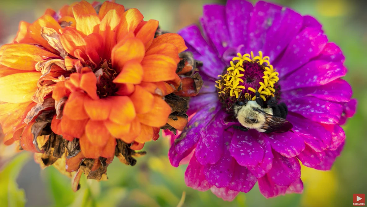 Bumblebees pollinating orange and magenta zinnia flowers with water droplets on petals.