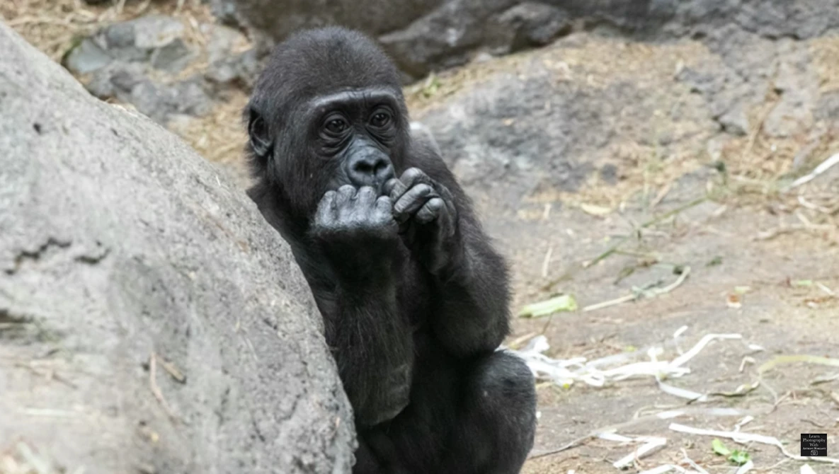 Young gorilla resting chin on fist against rocky surface, direct gaze at camera.