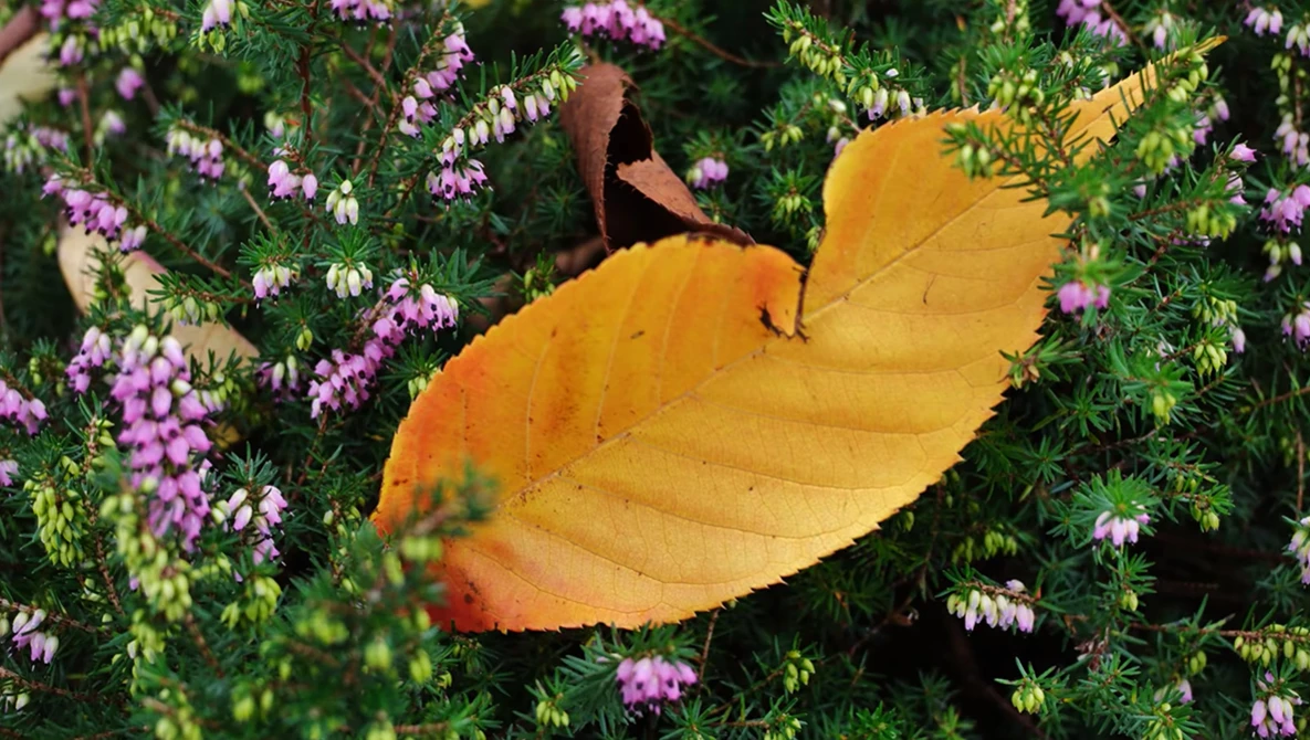 Golden-yellow autumn leaf resting on pink flowering plants in natural sunlight.