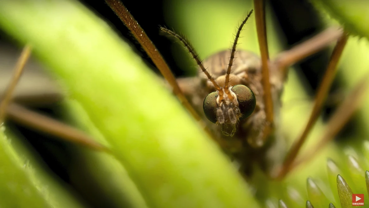Brown insect with long antennae perched on green plant stem in sharp focus.