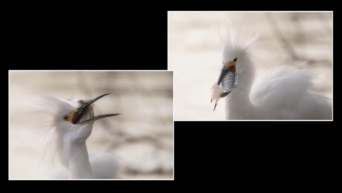 Two close-up portraits of a white bird with black markings and raised head feathers, holding small fish in its beak.