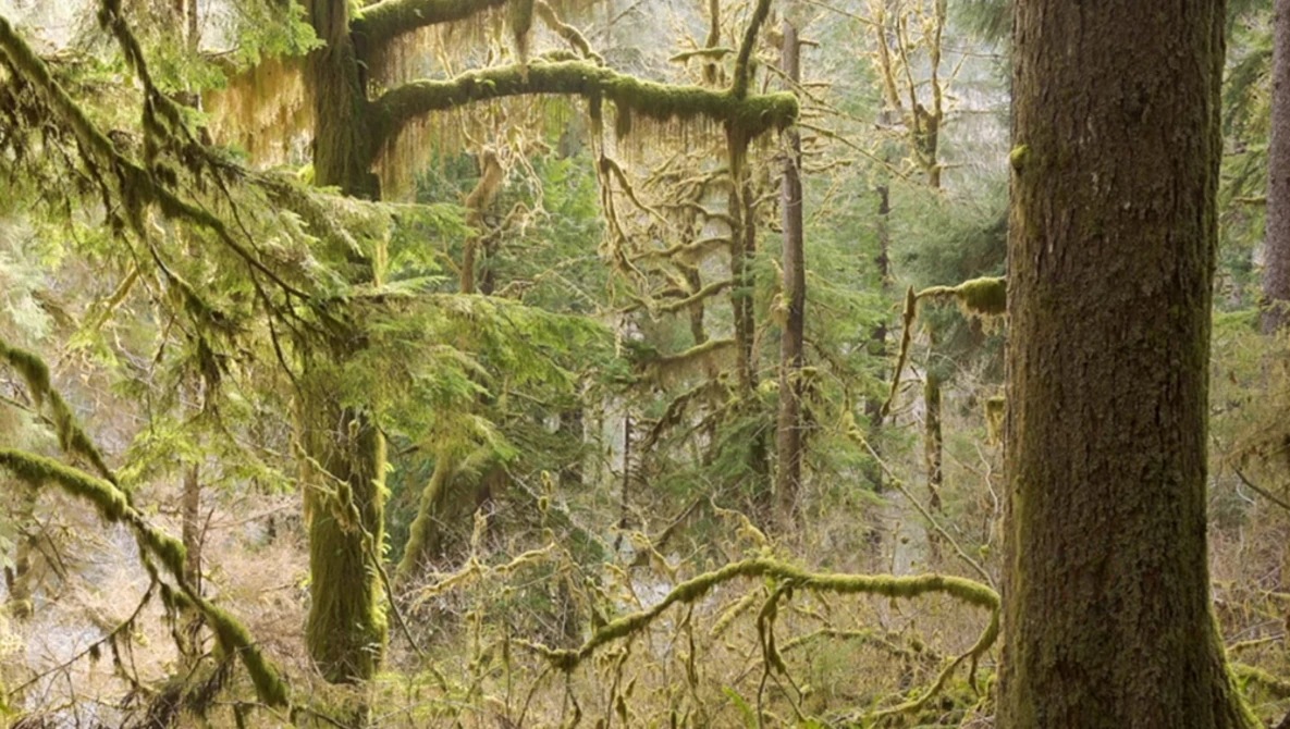 Dense temperate forest with moss-covered trees and layered canopy creating dappled light.