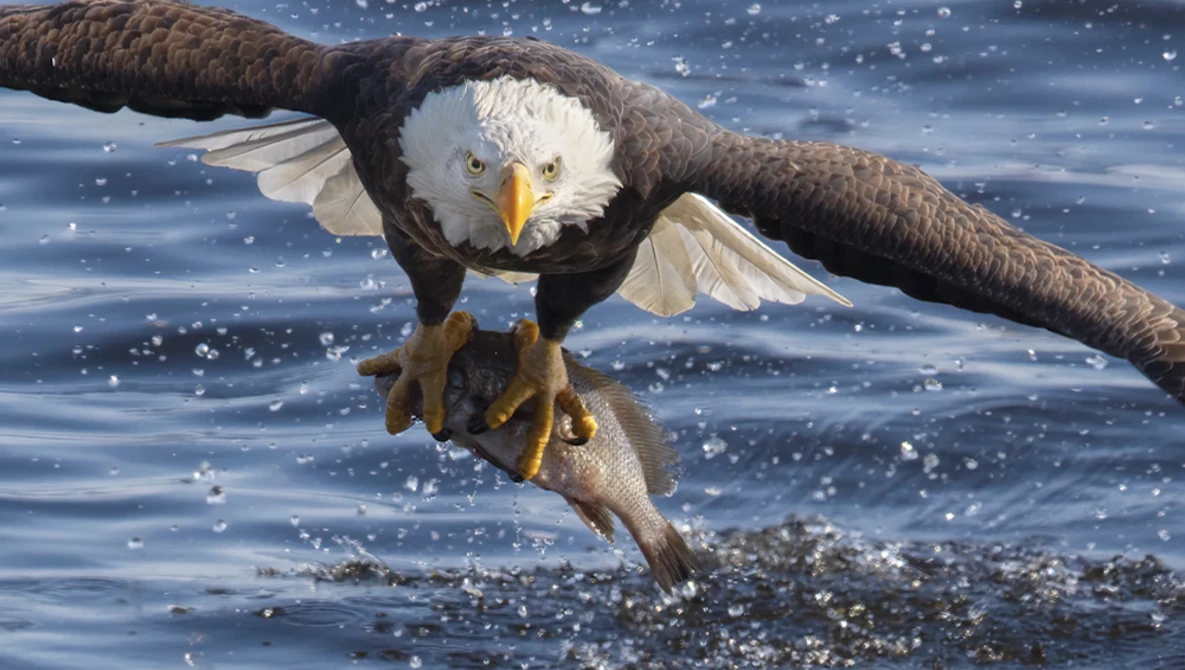 Illustration of a bald eagle diving toward water with wings spread and talons extended.