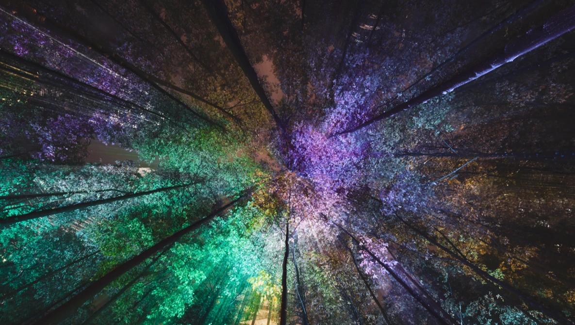 Upward view of forest canopy with trees converging toward sky, illuminated by vibrant purple, green, and cyan lights.