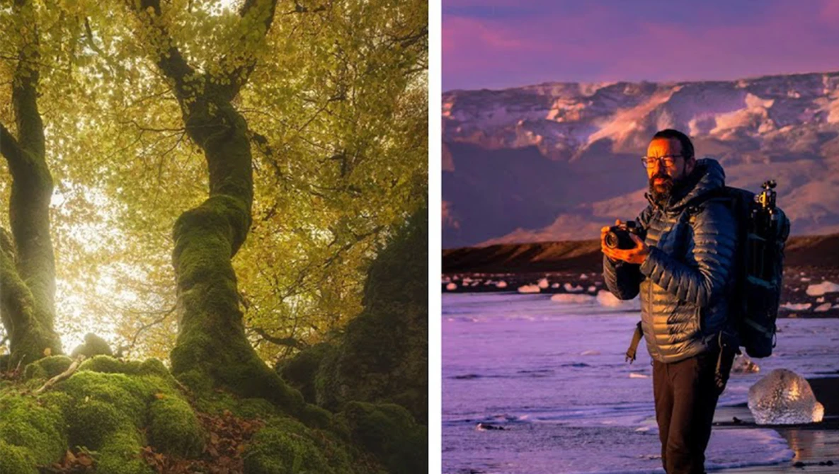 Diptych comparing golden forest canopy with backlit foliage and coastal portrait at twilight with purple sky.