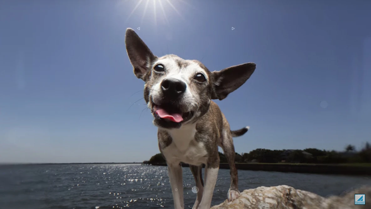 Happy dog standing on a rock by the water with tongue out, backlit by bright sun.