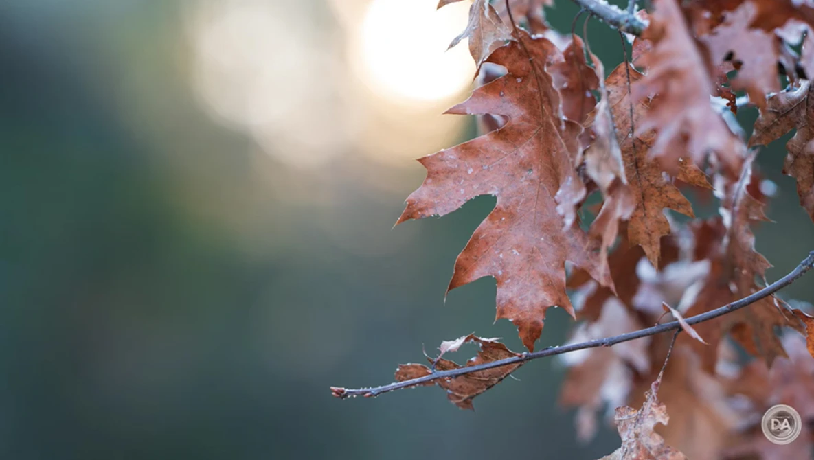 Frost-covered oak leaves in warm brown and rust tones, photographed with shallow depth of field against a soft, blurred background.